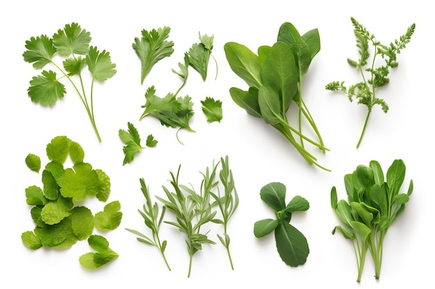 Collection of fresh herb leaves arugula Spices herbs on isolated on white background generate ai