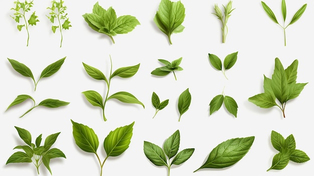 Collection of fresh herb leaves thyme and basil Spices on white background