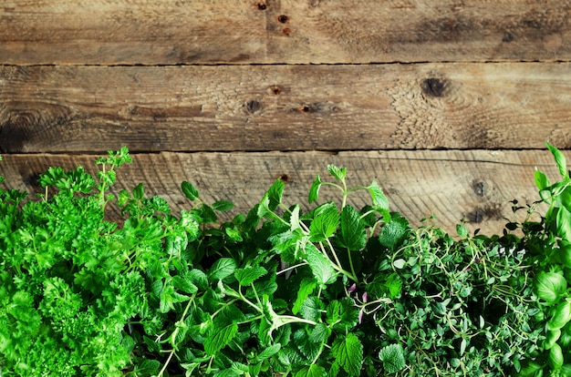 Raccolta di erbe biologiche fresche melissa, menta, timo, basilico, prezzemolo. concetto astratto di primavera o estate.