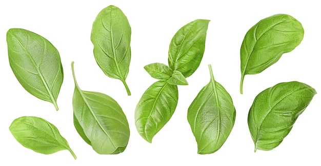 Collection from basil leaves on white isolated background