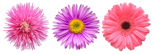 Collection gerbera aster and chrysanthemum flowers isolated on white background