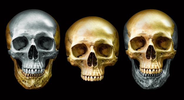 Collection of the golden and metal human skull isolated on black background