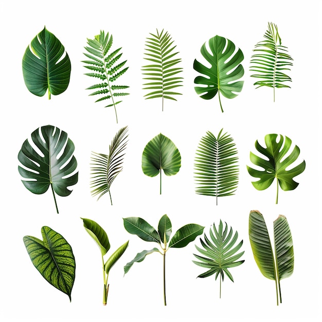 Foto una raccolta di piante a foglia verde con la parola naturale in fondo