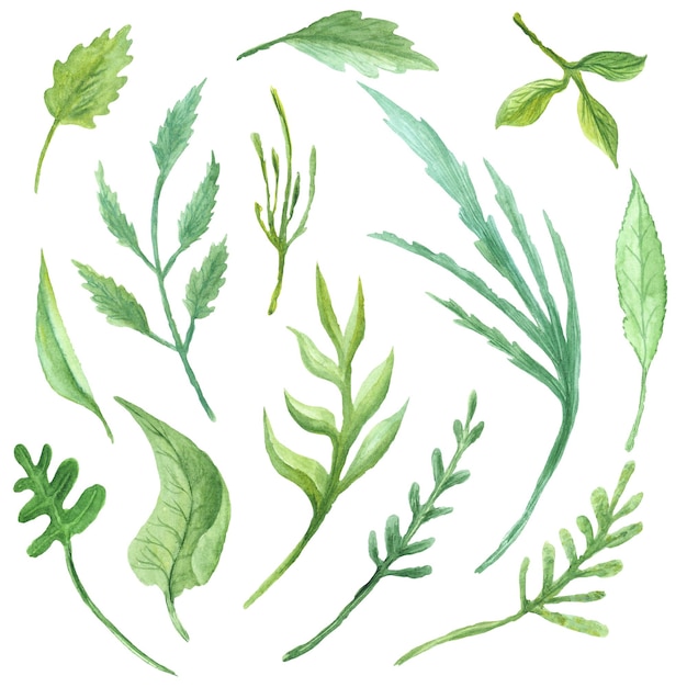 Collection of handpainted green summer foliage for eco design