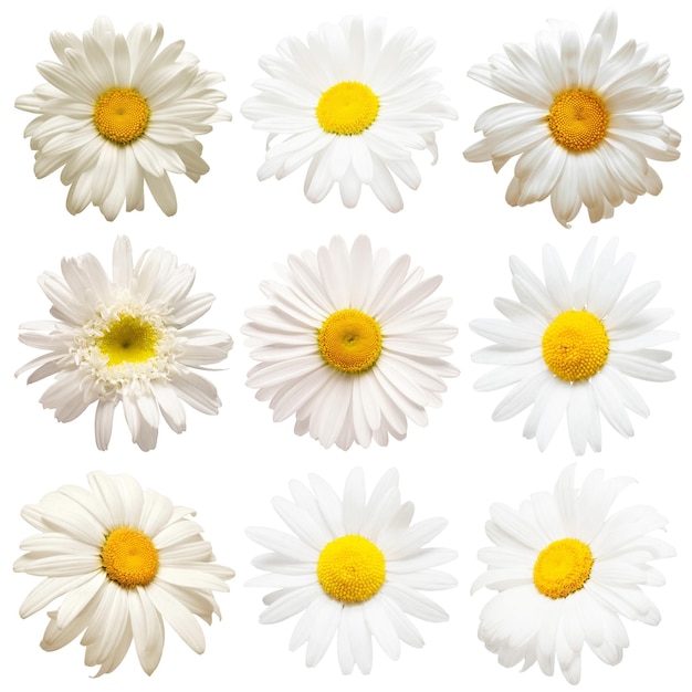 Collection head daisies flowers isolated on white background Perfectly retouched full depth of field on the photo Flat lay top view Floral pattern object