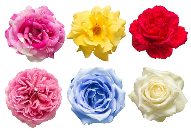 Collection head flowers roses isolated on a white background Perfectly retouched full depth of field on the photo Flat lay top view