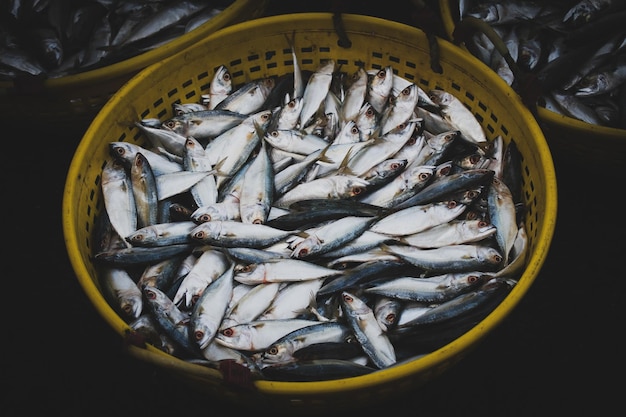 Collection of Indian Mackerel in a fish container for sale in the market