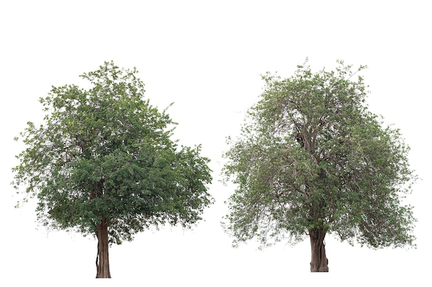 Collection of Isolated Trees on white background.