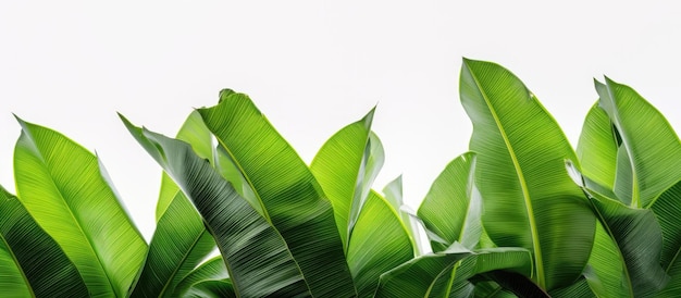 A collection of large green banana leaves from a tropical palm tree is shown in bright sunlight