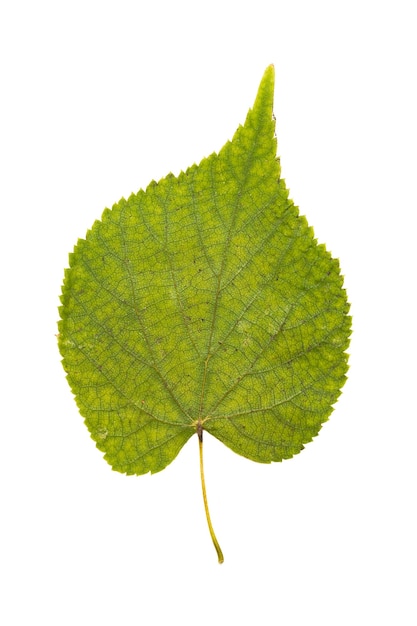 Collection of leaves isolated on a white background