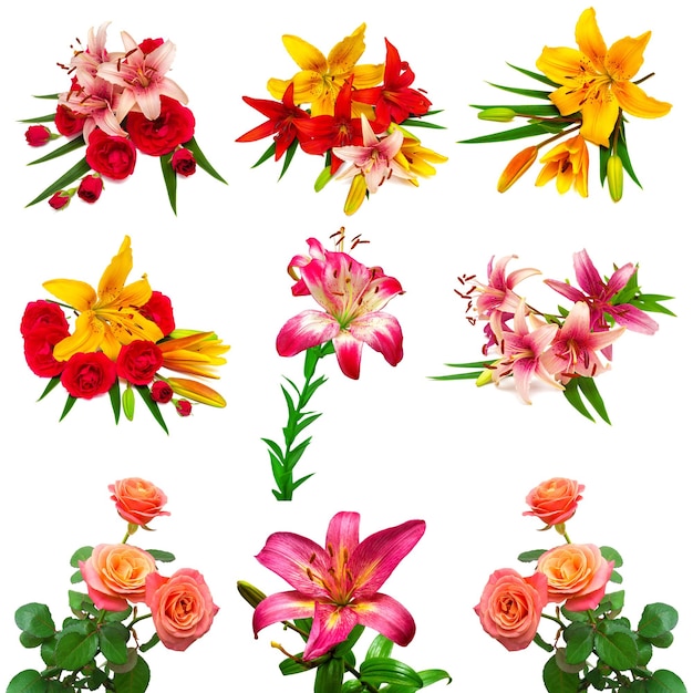 Collection lilies flowers and roses isolated on white background