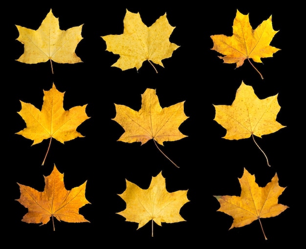 Collection of maple leaves isolated on a black background Set of orange dry autumn leaves