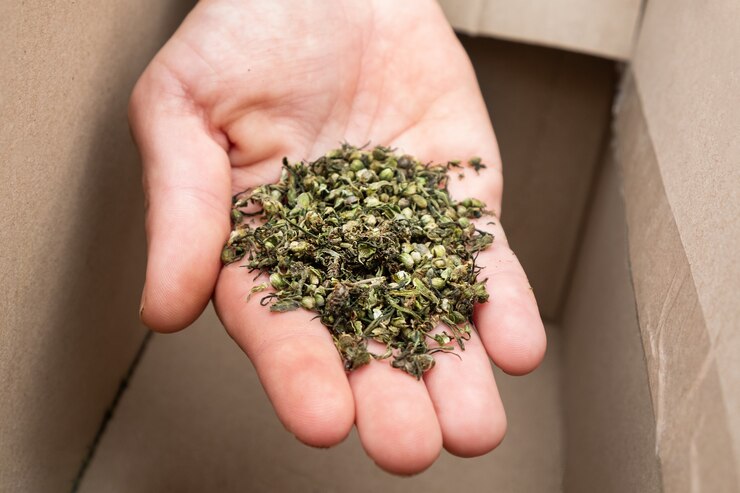 Photo collection of medicinal marijuana seeds hand with hemp seed