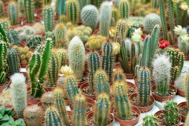 Collection of mini potted cactuses in a plant market