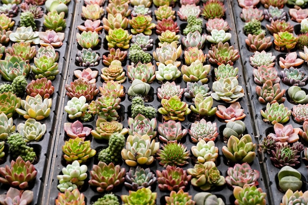 Collection of minicactus, garden decoration, various types beautiful cactus markets or cactus farms.