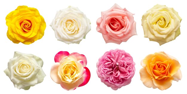 Collection multicolored flowers head roses isolated on a white background Flat lay top view