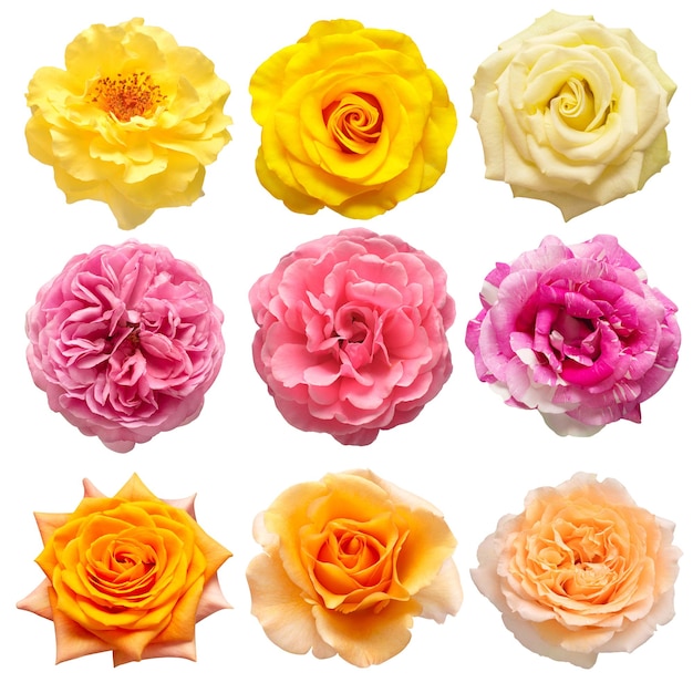 Collection multicolored flowers head roses isolated on a white background Flat lay top view