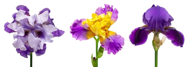 Collection of multicolored head irises flowers isolated on white background Hello spring Flat lay top view Object studio floral pattern