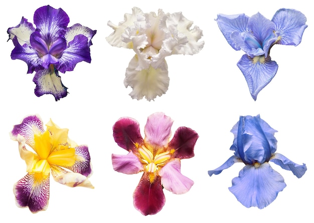 Collection of multicolored irises flowers isolated on white
background hello spring flat lay top view object studio floral
pattern