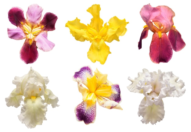 Collection of multicolored irises flowers isolated on white background Hello spring Flat lay top view Object studio floral pattern