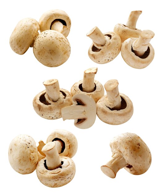 a collection of mushrooms with one that says mushrooms