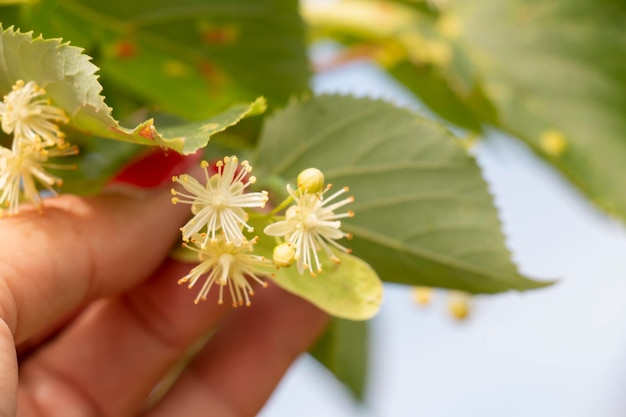 写真 ヒーリングティーインフュージョンジオパシーを作るために使用される開花菩提樹からの花のコレクション