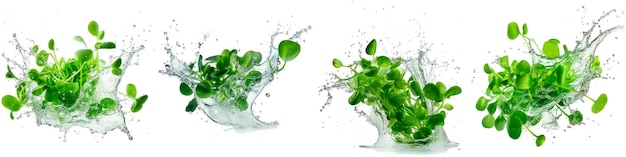 Фото Сбор зелени с брызгами воды на белом фоне