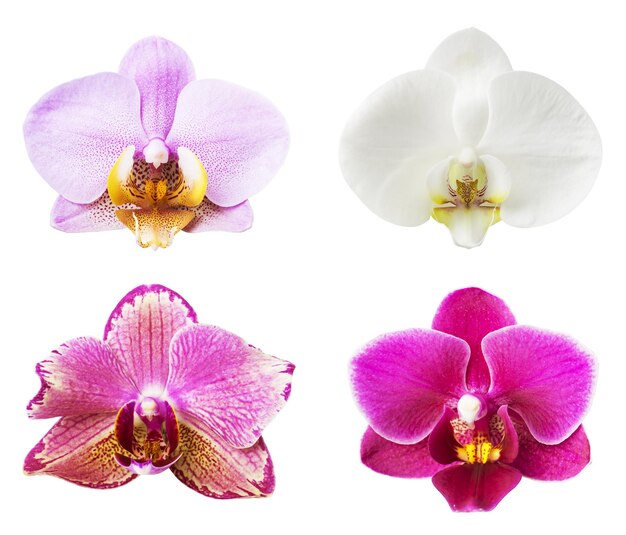 사진 색에 분리 된 오키디 꽃 컬렉션