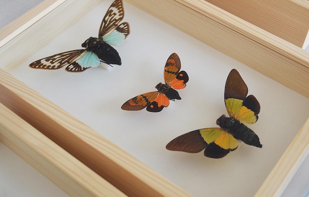 Collection of old framed cicadas