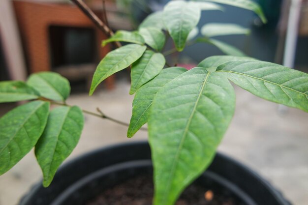 collection of ornamental plants in pots