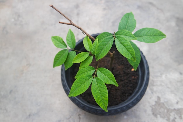 collection of ornamental plants in pots