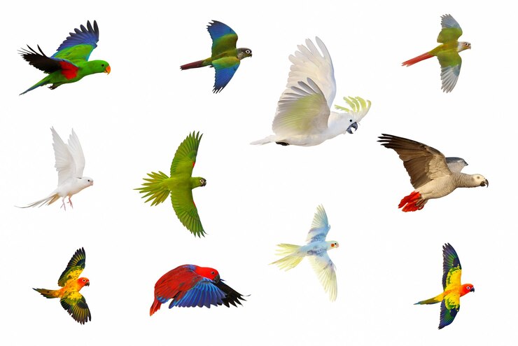 Photo collection of parrots isolated on white background