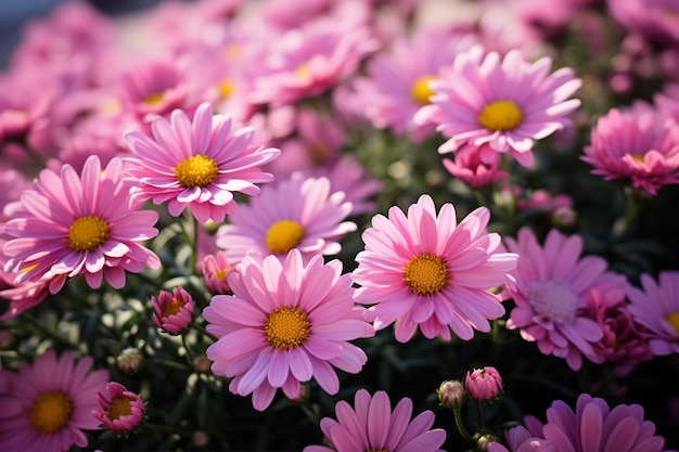 Collection of Pink Daisy Like Flowers