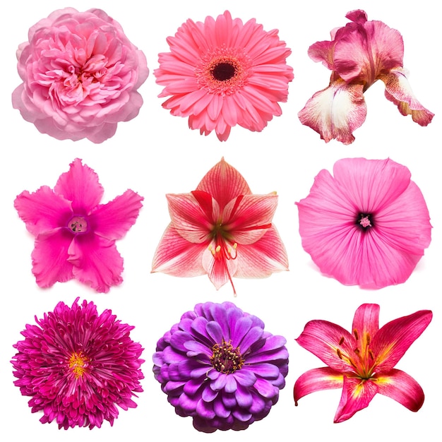 Collection pink flowers head of iris rose daisy lily gerbera chrysanthemumxAcyclamen lavatera isolated on white background Beautiful floral delicate composition Flat lay top view