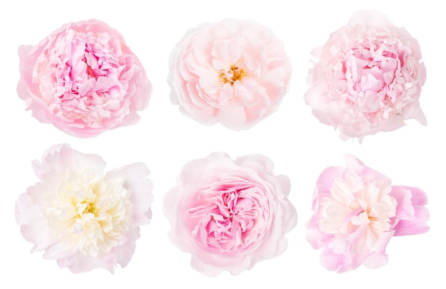 Collection of pink white flowers isolated on white background selection of peony rose