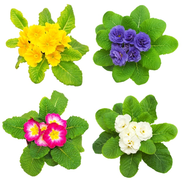 Collection of primula flowers white, yellow, blue and pink isolated on white background. The first spring flowers. Flat lay, top view