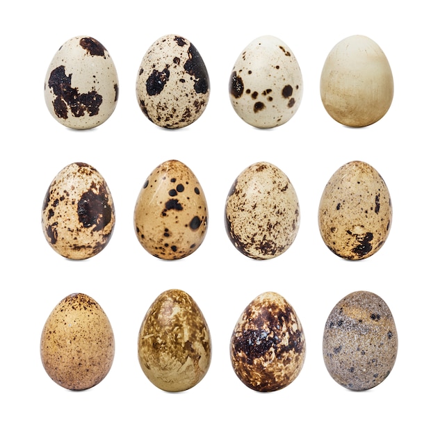 Collection of quail eggs