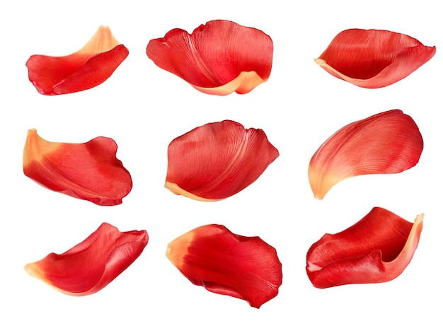 collection of red petals from different angles isolated on white background