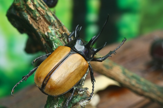 Collection of rhinoceros beetle