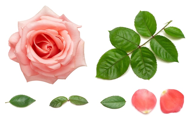 Collection of rose elements Flower pink leaf petal branch and head isolated on a white background Creative composition flora Top view flat lay