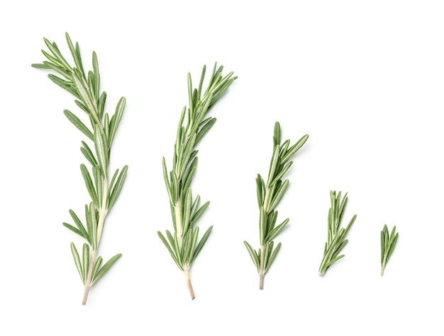 Premium Vector  Collection of elegant drawings of rosemary plants