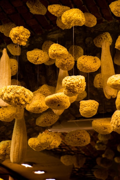 Collection of sea sponges hanging