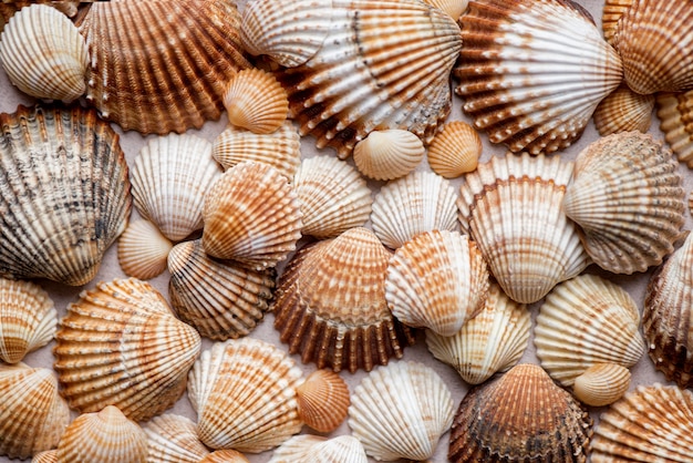 Collection of seashells on a pastel surface  Natural marine surface