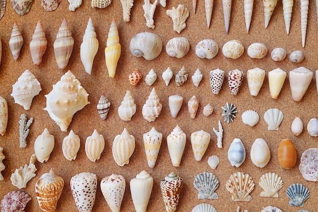 A collection of shells are on a board, including one that says sea shells.