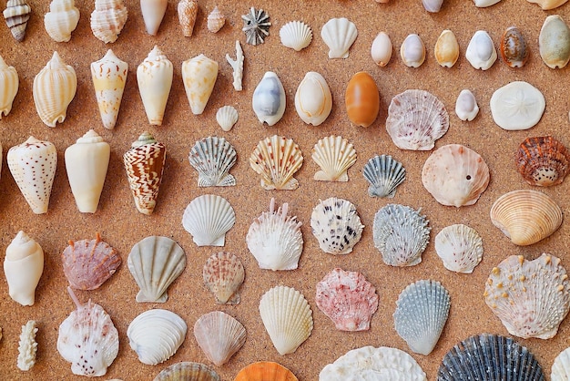 A collection of shells on a cork board