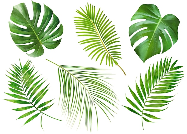 Collection of six different palm branches on a white isolated background