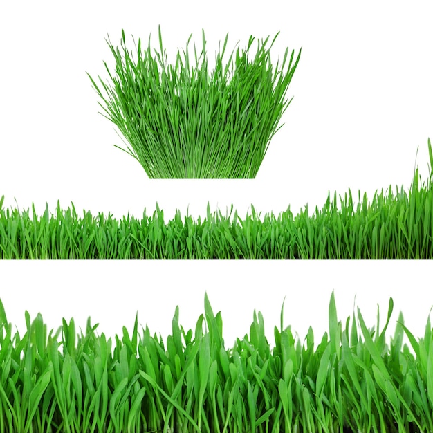 Collection sprouts of green wheat grass on white background