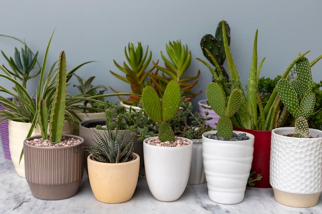 Collection of succulents and cactus plant in pot on a table