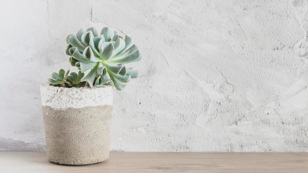 Collection of succulents on a light colored table closeup image