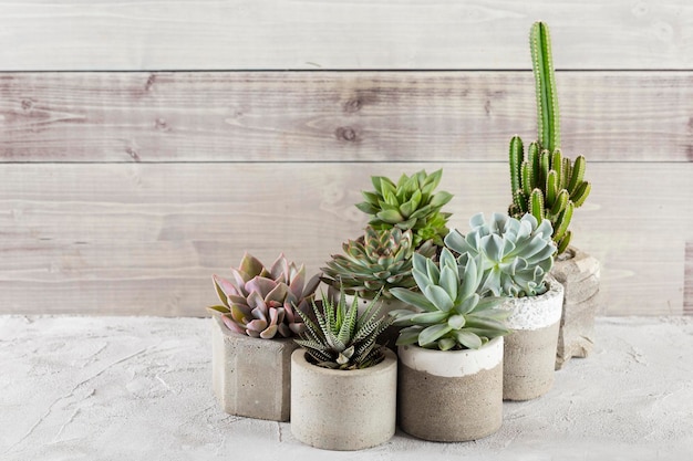 Collection of succulents on a light colored table closeup image